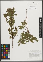 Foto von Salix waldsteiniana Willd.
